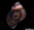  ( - 139397)  @11 [ ] Creative Commons BY NC SA (2025) University of Bergen Natural History Collections