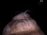  ( - 139397)  @11 [ ] Creative Commons BY NC SA (2025) University of Bergen Natural History Collections