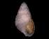  ( - 139420)  @11 [ ] Creative Commons BY NC SA (2025) University of Bergen Natural History Collections