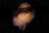  ( - 140746_01)  @11 [ ] Creative Commons BY NC SA (2025) University of Bergen Natural History Collections