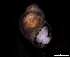  ( - 140746_03)  @11 [ ] Creative Commons BY NC SA (2025) University of Bergen Natural History Collections