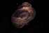  ( - 140746_03)  @11 [ ] Creative Commons BY NC SA (2025) University of Bergen Natural History Collections