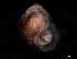  ( - 140747)  @11 [ ] Creative Commons BY NC SA (2025) University of Bergen Natural History Collections