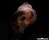  ( - 140747)  @11 [ ] Creative Commons BY NC SA (2025) University of Bergen Natural History Collections