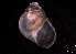  ( - 140748_01)  @11 [ ] Creative Commons BY NC SA (2025) University of Bergen Natural History Collections