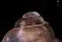  ( - 140748_01)  @11 [ ] Creative Commons BY NC SA (2025) University of Bergen Natural History Collections