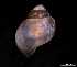  ( - 140748_01)  @11 [ ] Creative Commons BY NC SA (2025) University of Bergen Natural History Collections