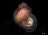  ( - 140748_02)  @11 [ ] Creative Commons BY NC SA (2025) University of Bergen Natural History Collections