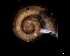  ( - 140887_01)  @11 [ ] Creative Commons BY NC SA (2025) University of Bergen Natural History Collections