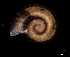  ( - 140887_01)  @11 [ ] Creative Commons BY NC SA (2025) University of Bergen Natural History Collections