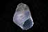  (Odostomia striata - 147497)  @11 [ ] Creative Commons BY NC SA (2025) University of Bergen Natural History Collections