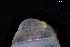  ( - 147497)  @11 [ ] Creative Commons BY NC SA (2025) University of Bergen Natural History Collections