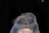  ( - 147497)  @11 [ ] Creative Commons BY NC SA (2025) University of Bergen Natural History Collections