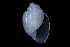  ( - 148963_01)  @11 [ ] Creative Commons BY NC SA (2025) University of Bergen Natural History Collections
