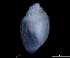 ( - 148963_01)  @11 [ ] Creative Commons BY NC SA (2025) University of Bergen Natural History Collections