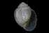  ( - 148963_02)  @11 [ ] Creative Commons BY NC SA (2025) University of Bergen Natural History Collections