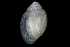  ( - 148963_02)  @11 [ ] Creative Commons BY NC SA (2025) University of Bergen Natural History Collections