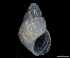  ( - 154145_01)  @11 [ ] Creative Commons BY NC SA (2025) University of Bergen Natural History Collections