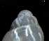  ( - 154145_01)  @11 [ ] Creative Commons BY NC SA (2025) University of Bergen Natural History Collections
