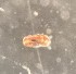  ( - 155162_01)  @11 [ ] Creative Commons BY NC SA (2024) University of Bergen Natural History Collections