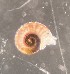  ( - 155162_01)  @11 [ ] Creative Commons BY NC SA (2024) University of Bergen Natural History Collections