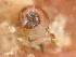  ( - 155162_01)  @11 [ ] Creative Commons BY NC SA (2024) University of Bergen Natural History Collections