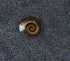  ( - 155162_03)  @11 [ ] Creative Commons BY NC SA (2024) University of Bergen Natural History Collections