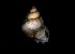  ( - 160745)  @11 [ ] Creative Commons BY NC SA (2024) University of Bergen Natural History Collections