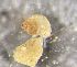  ( - 160745)  @11 [ ] Creative Commons BY NC SA (2024) University of Bergen Natural History Collections