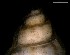  ( - 160745)  @11 [ ] Creative Commons BY NC SA (2024) University of Bergen Natural History Collections