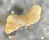  ( - 160745)  @11 [ ] Creative Commons BY NC SA (2024) University of Bergen Natural History Collections