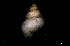  ( - 160745)  @11 [ ] Creative Commons BY NC SA (2024) University of Bergen Natural History Collections
