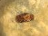  ( - 160752)  @11 [ ] Creative Commons BY NC SA (2025) University of Bergen Natural History Collections