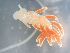  ( - 160760)  @11 [ ] Creative Commons BY NC SA (2025) University of Bergen Natural History Collections