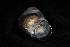  ( - 160761)  @11 [ ] Creative Commons BY NC SA (2025) University of Bergen Natural History Collections