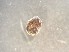  ( - 160761)  @11 [ ] Creative Commons BY NC SA (2025) University of Bergen Natural History Collections