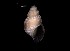  ( - 160768)  @11 [ ] Creative Commons BY NC SA (2024) University of Bergen Natural History Collections