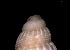  ( - 160768)  @11 [ ] Creative Commons BY NC SA (2024) University of Bergen Natural History Collections