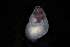  ( - 160773)  @11 [ ] Creative Commons BY NC SA (2025) University of Bergen Natural History Collections