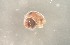  ( - 160780_01)  @11 [ ] Creative Commons BY NC SA (2024) University of Bergen Natural History Collections