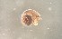  ( - 160780_01)  @11 [ ] Creative Commons BY NC SA (2024) University of Bergen Natural History Collections