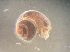  ( - 160780_01)  @11 [ ] Creative Commons BY NC SA (2024) University of Bergen Natural History Collections