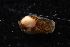  ( - 160800)  @11 [ ] Creative Commons BY NC SA (2025) University of Bergen Natural History Collections