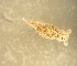  ( - 160810)  @11 [ ] Creative Commons BY NC SA (2025) University of Bergen Natural History Collections