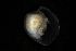  ( - 161950)  @11 [ ] Creative Commons BY NC SA (2025) University of Bergen Natural History Collections