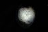  ( - 161950)  @11 [ ] Creative Commons BY NC SA (2025) University of Bergen Natural History Collections