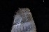  ( - 161957_02_V2)  @11 [ ] Creative Commons BY NC SA (2024) University of Bergen Natural History Collections