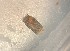  ( - 161961)  @11 [ ] Creative Commons BY NC SA (2025) University of Bergen Natural History Collections