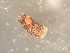  ( - 161964)  @11 [ ] Creative Commons BY NC SA (2025) University of Bergen Natural History Collections