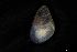  ( - 161968_04)  @11 [ ] Creative Commons BY NC SA (2025) University of Bergen Natural History Collections